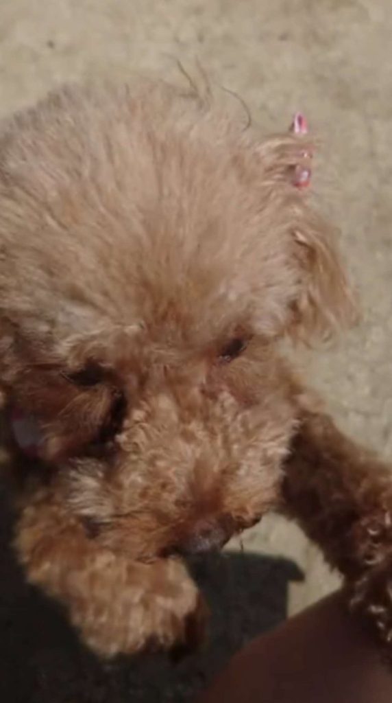 元保護犬のトイプードルのヒメカの写真