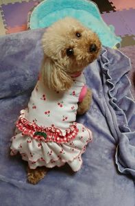 minne購入ハンドメイド犬服