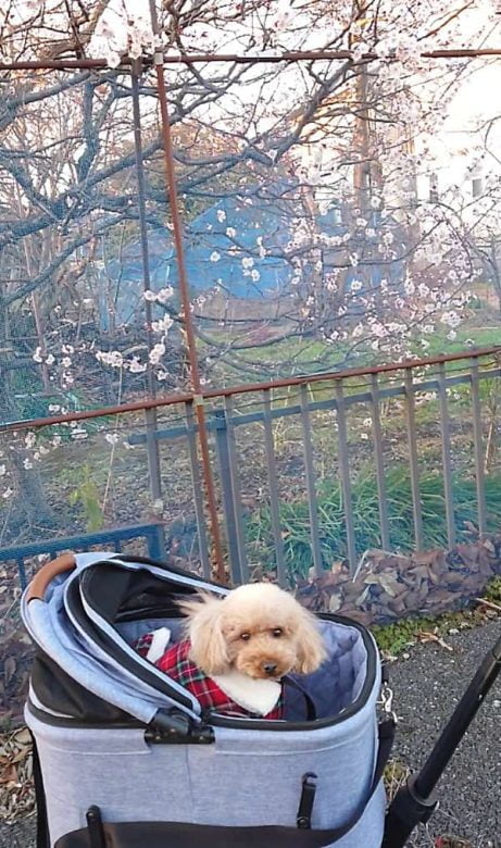 Compress 20240307 033222 2630