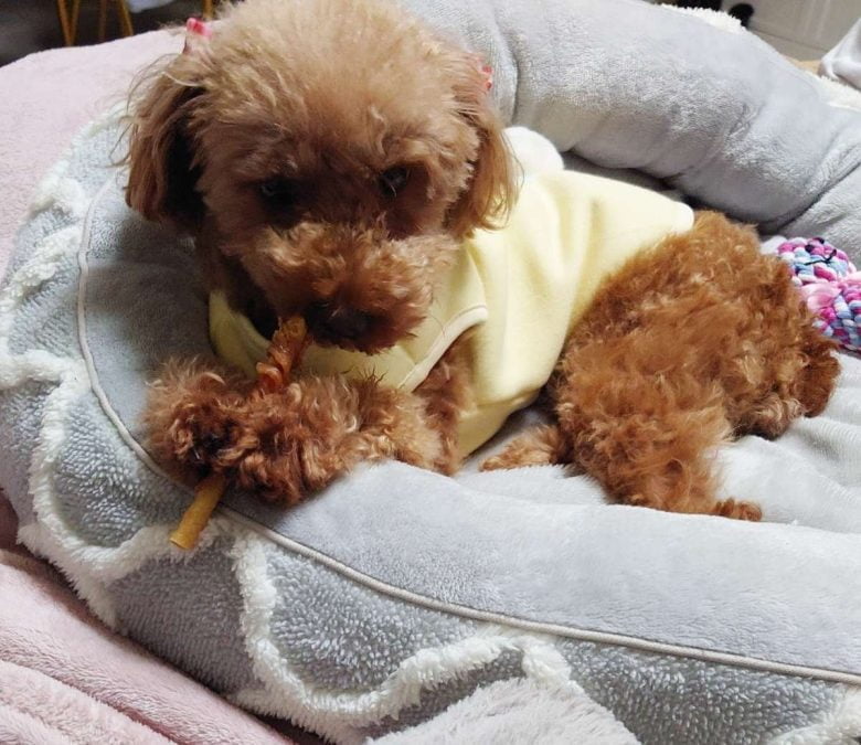 元保護犬のトイプードルのヒメカの写真