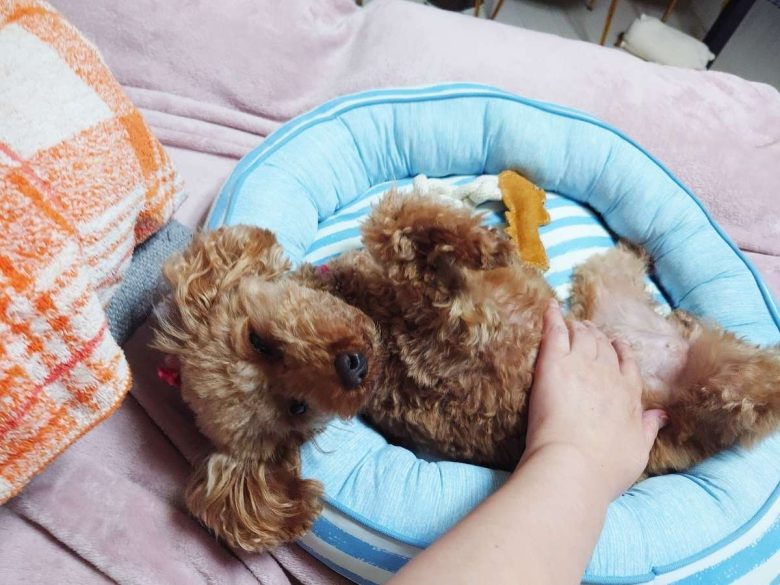 元保護犬のトイプードルの写真