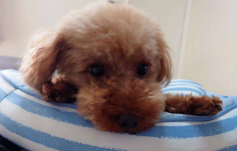 保護犬トイプードルの写真