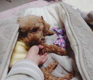 元保護犬のトイプードルのヒメカの写真