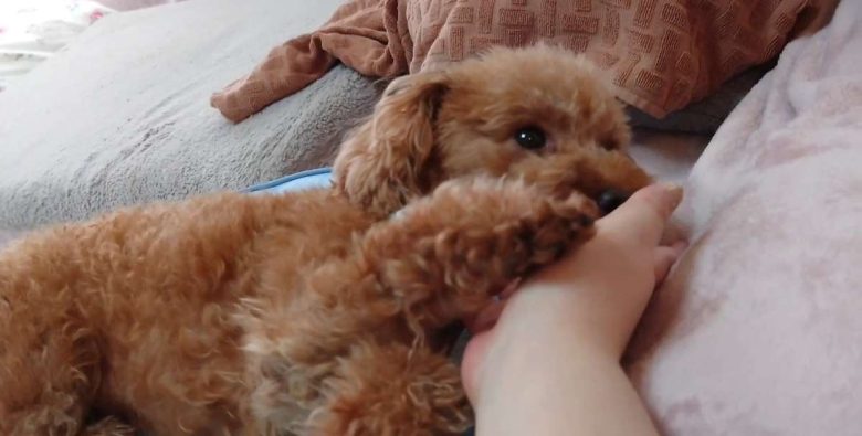 保護犬トイプードルの写真