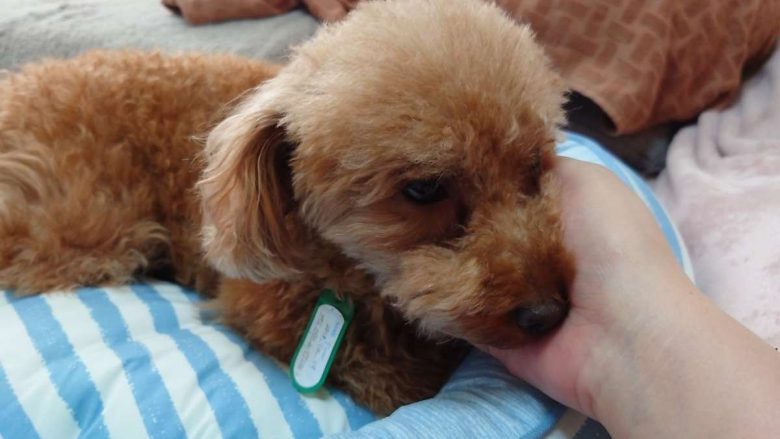 保護犬トイプードルの写真