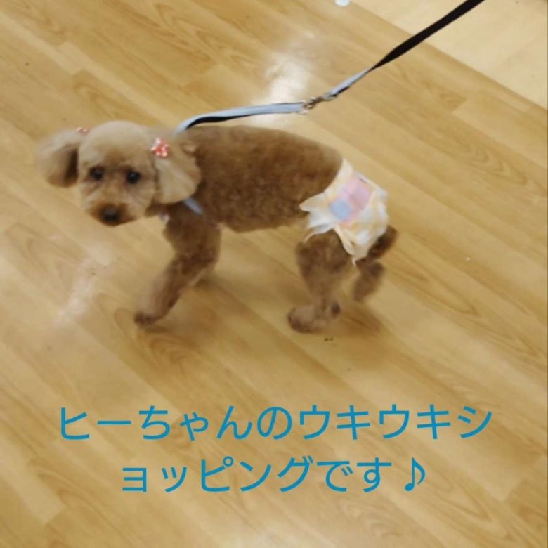 保護犬トイプードルの写真