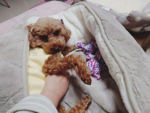 元保護犬のトイプードルのヒメカの写真