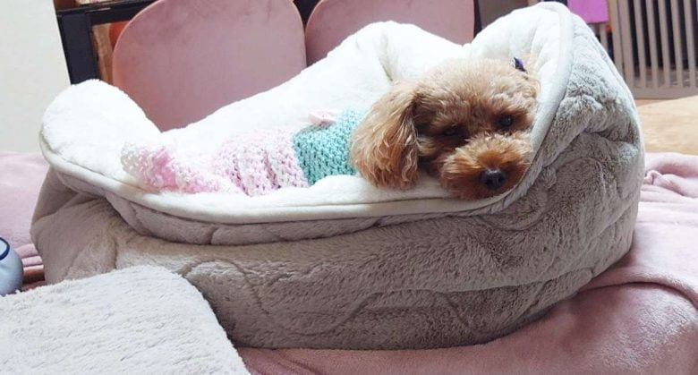 元保護犬のトイプードルのヒメカの写真