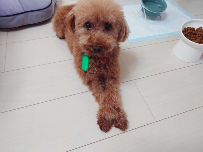 保護犬トイプードルの写真