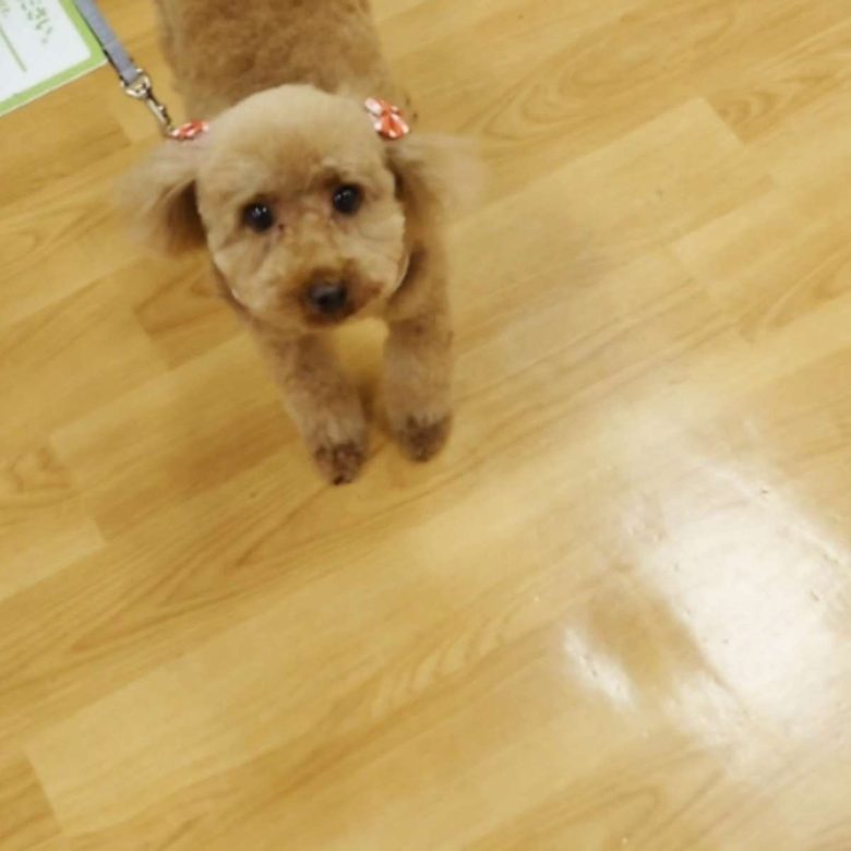 保護犬トイプードルの写真