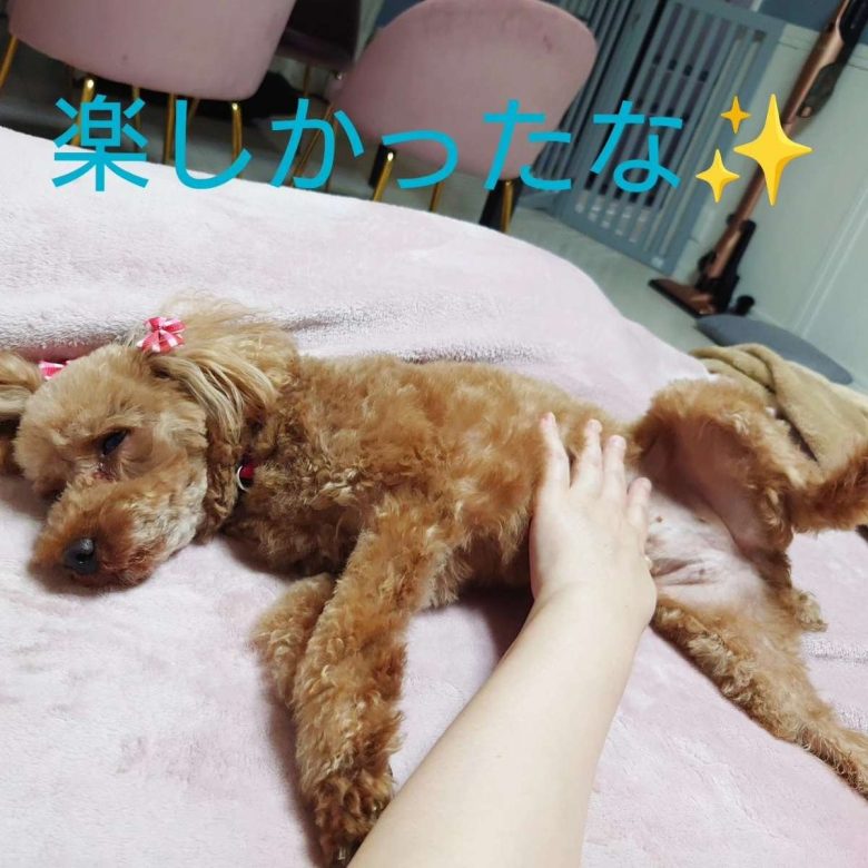 保護犬トイプードルの写真