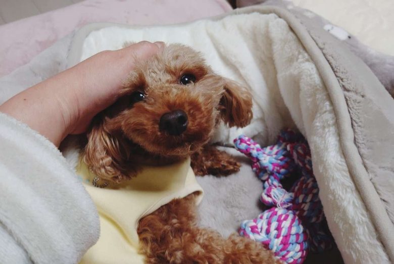 元保護犬のトイプードルのヒメカの写真