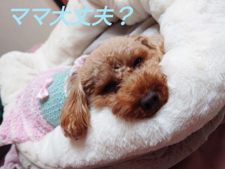 元保護犬のトイプードルのヒメカの写真