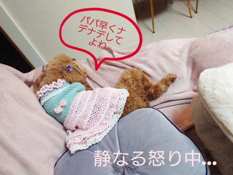 元保護犬のトイプードルのヒメカの写真