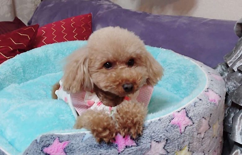 Compress 20240319 063234 4217