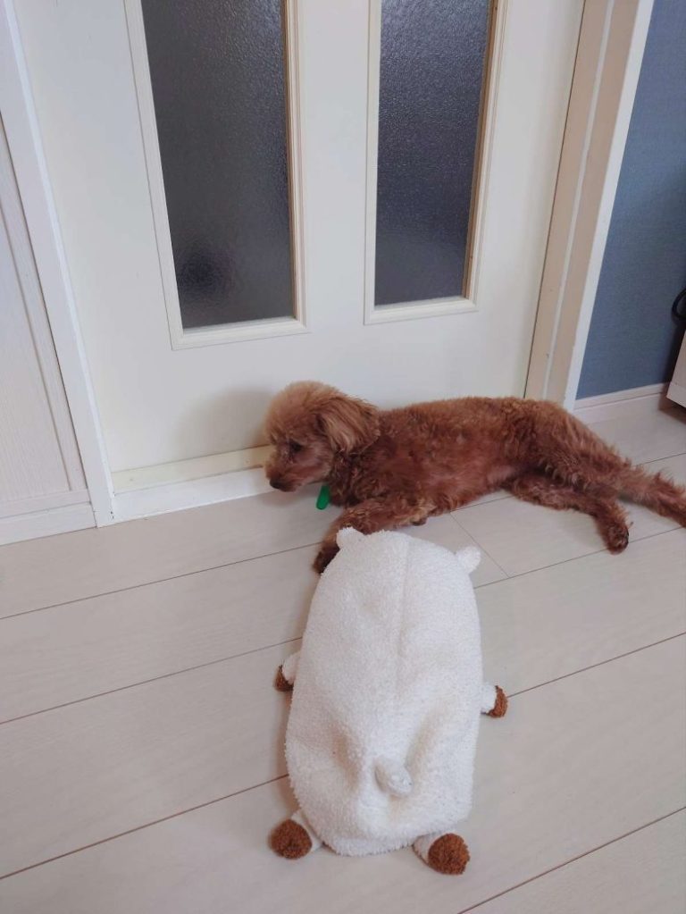 保護犬トイプードルの写真