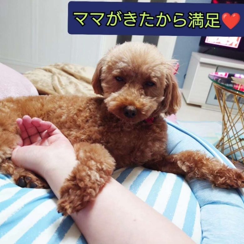 保護犬トイプードルの写真