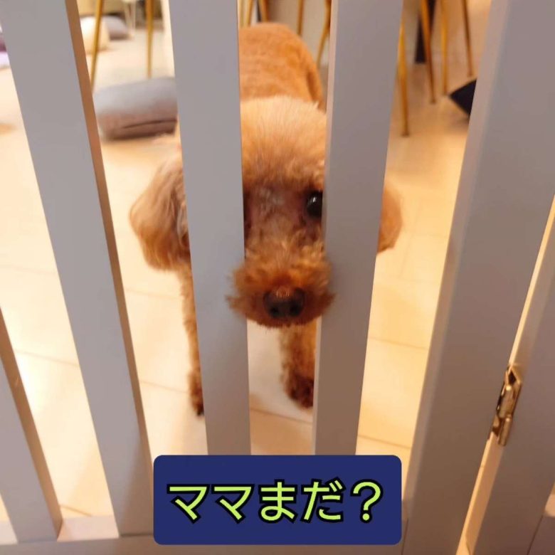 保護犬トイプードルの写真