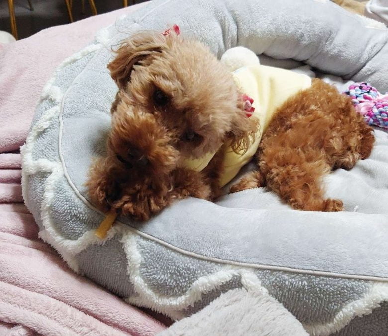 元保護犬のトイプードルのヒメカの写真