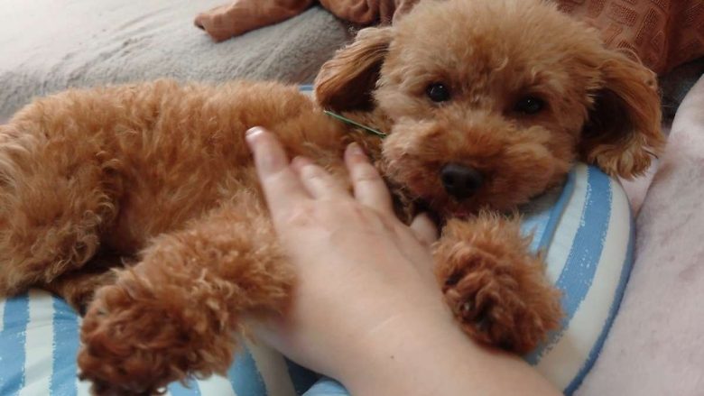 保護犬トイプードルの写真