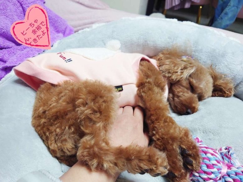 元保護犬のトイプードルのヒメカの写真