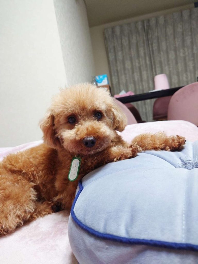 保護犬トイプードルの写真