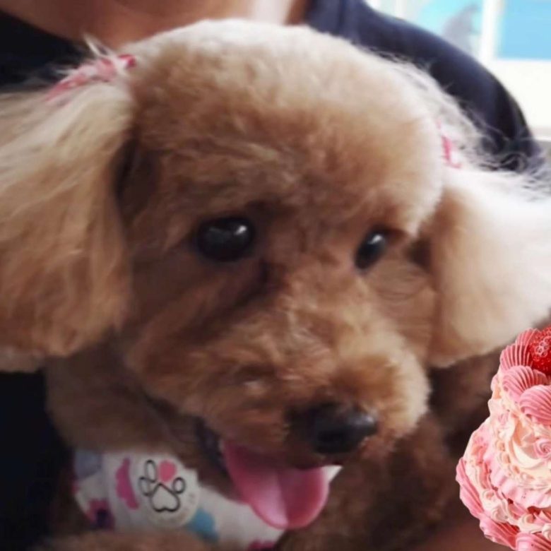 保護犬トイプードルの写真