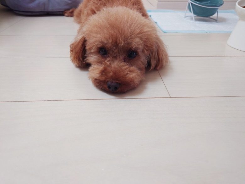 保護犬トイプードルの写真